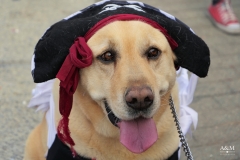 carnavales-2023-martes-21-02-42