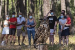 exhibicion-de-rapaces-diurnas-y-nocturnas-sabado-17-julio-2021-10