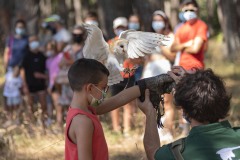 exhibicion-de-rapaces-diurnas-y-nocturnas-sabado-17-julio-2021-15