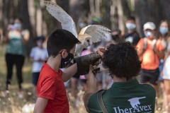 exhibicion-de-rapaces-diurnas-y-nocturnas-sabado-17-julio-2021-17