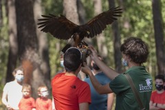 exhibicion-de-rapaces-diurnas-y-nocturnas-sabado-17-julio-2021-31