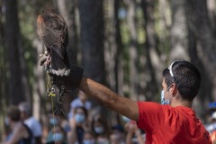 exhibicion-de-rapaces-diurnas-y-nocturnas-sabado-17-julio-2021-32