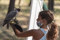 exhibicion-de-rapaces-diurnas-y-nocturnas-sabado-17-julio-2021-41