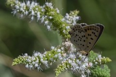 mariposas-y-su-entorno-miercoles-28-2021-1