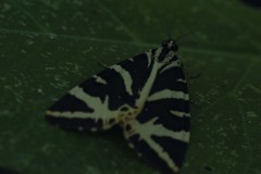 mariposas-y-su-entorno-miercoles-28-2021-10