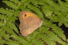 mariposas-y-su-entorno-miercoles-28-2021-19