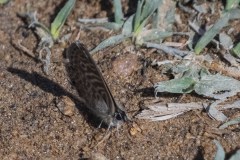 mariposas-y-su-entorno-miercoles-28-2021-2
