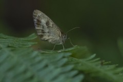 mariposas-y-su-entorno-miercoles-28-2021-20