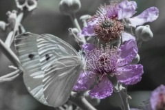 mariposas-y-su-entorno-miercoles-28-2021-21