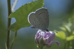 mariposas-y-su-entorno-miercoles-28-2021-22