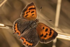 mariposas-y-su-entorno-miercoles-28-2021-23