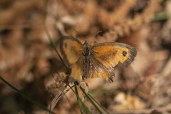 mariposas-y-su-entorno-miercoles-28-2021-27