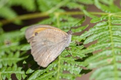 mariposas-y-su-entorno-miercoles-28-2021-29