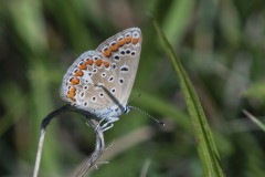 mariposas-y-su-entorno-miercoles-28-2021-3