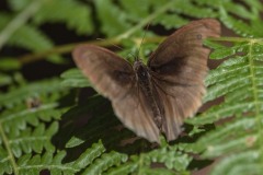mariposas-y-su-entorno-miercoles-28-2021-30