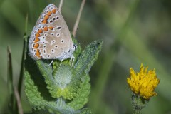 mariposas-y-su-entorno-miercoles-28-2021-4
