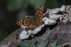 mariposas-y-su-entorno-miercoles-28-2021-6