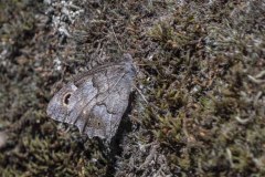 mariposas-y-su-entorno-miercoles-28-2021-8