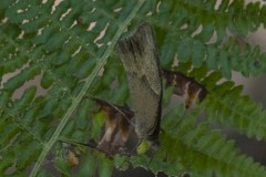 mariposas-y-su-entorno-miercoles-28-2021-9