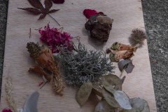 senda-botanica-miercoles-4-de-agosto-2021-1