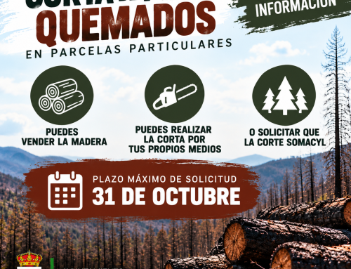 Ampliación de información sobre la corta de pinos quemados en parcelas particulares