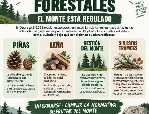 Aprovechamientos forestales: qué se puede hacer y qué trámites son necesarios