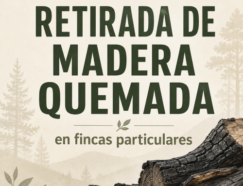 Retirada de madera quemada en fincas particulares